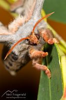 Emperor gum moth
