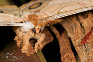 Emperor gum moth