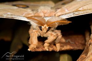 Emperor gum moth