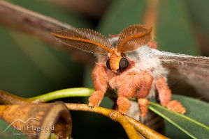 Emperor gum moth