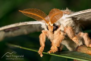 Emperor gum moth