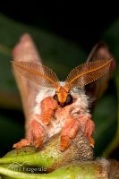 Emperor gum moth