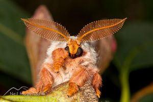 Emperor gum moth