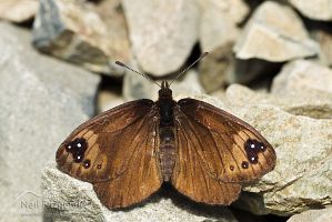 Black mountain ringlet