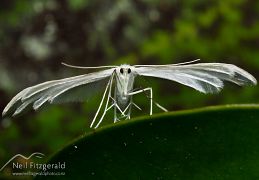 Moths & butterflies