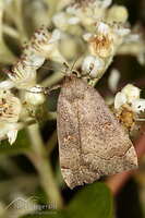 Slender owlet moth