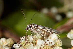 Moth feeding on flowers