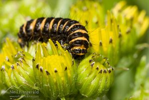 Cinnabar moth