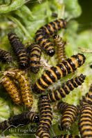 Cinnabar moth