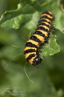 Cinnabar moth