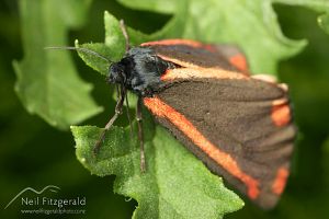 Cinnabar moth