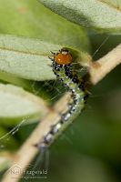 Kowhai moth caterpillar