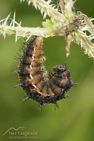 Red admiral