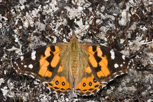 Australian painted lady