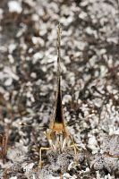 Australian painted lady