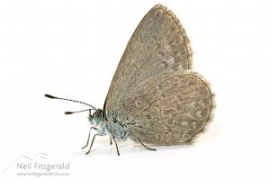 Common grass blue butterfly