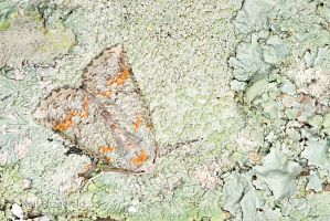 Moth on lichen