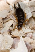Seashore earwig