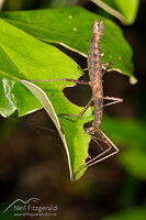 Spiny stick insect
