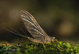 Other insects
