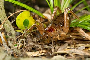 Poor Knights giant weta