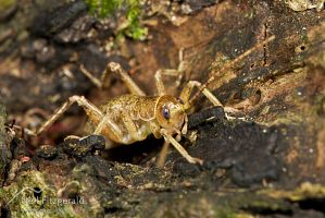 Poor Knights giant weta