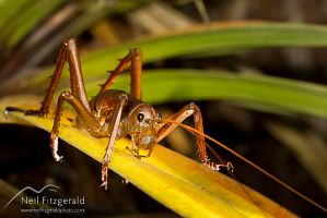 Little Barrier giant weta
