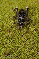 Mount Arthur giant weta