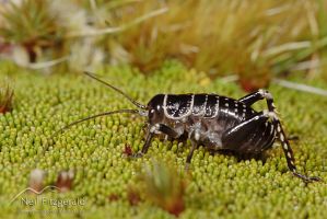 Mount Arthur giant weta