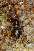 Mount Arthur giant weta