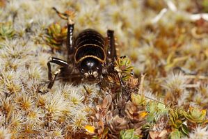 Mount Arthur giant weta