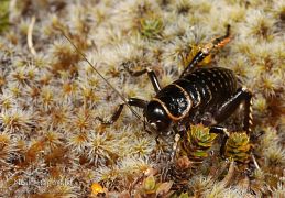 Weta, crickets & grasshoppers