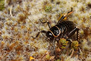 Mount Arthur giant weta