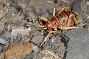 Mount Arthur giant weta