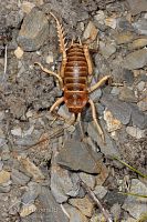Mount Arthur giant weta
