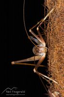 Cave weta