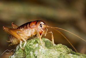 Poor Knights ground weta