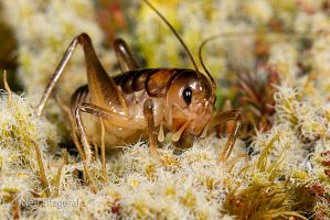 Ground weta