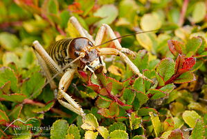 Canterbury tree weta