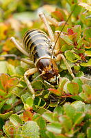 Canterbury tree weta