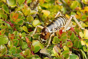Canterbury tree weta
