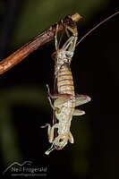 Moulting Auckland tree wētā