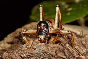 Auckland tree wētā