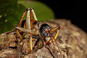 Auckland tree wētā