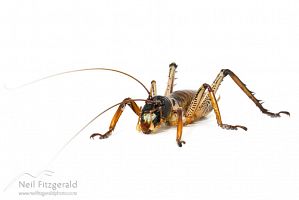 Auckland tree weta 