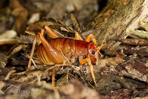 Mercury Island tusked weta
