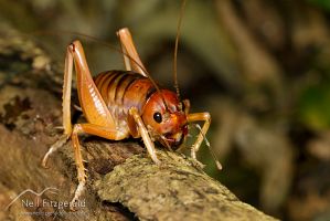 Mercury Island tusked weta