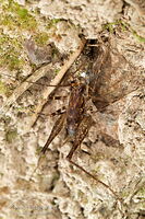 Cave weta