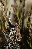 New Zealand grasshopper