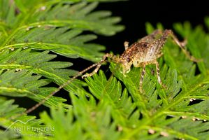 Cave weta